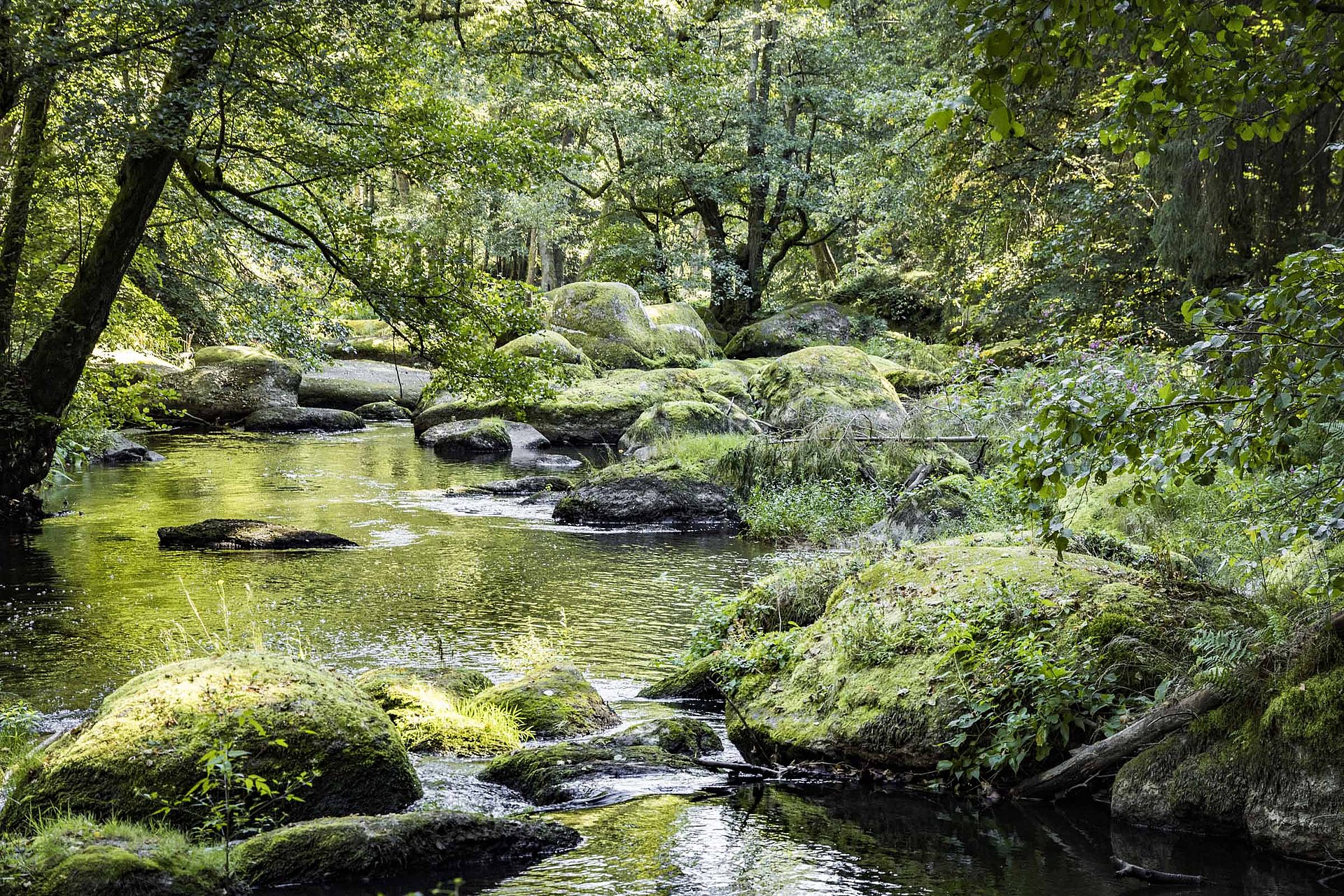 Im Oberpfälzer Wald