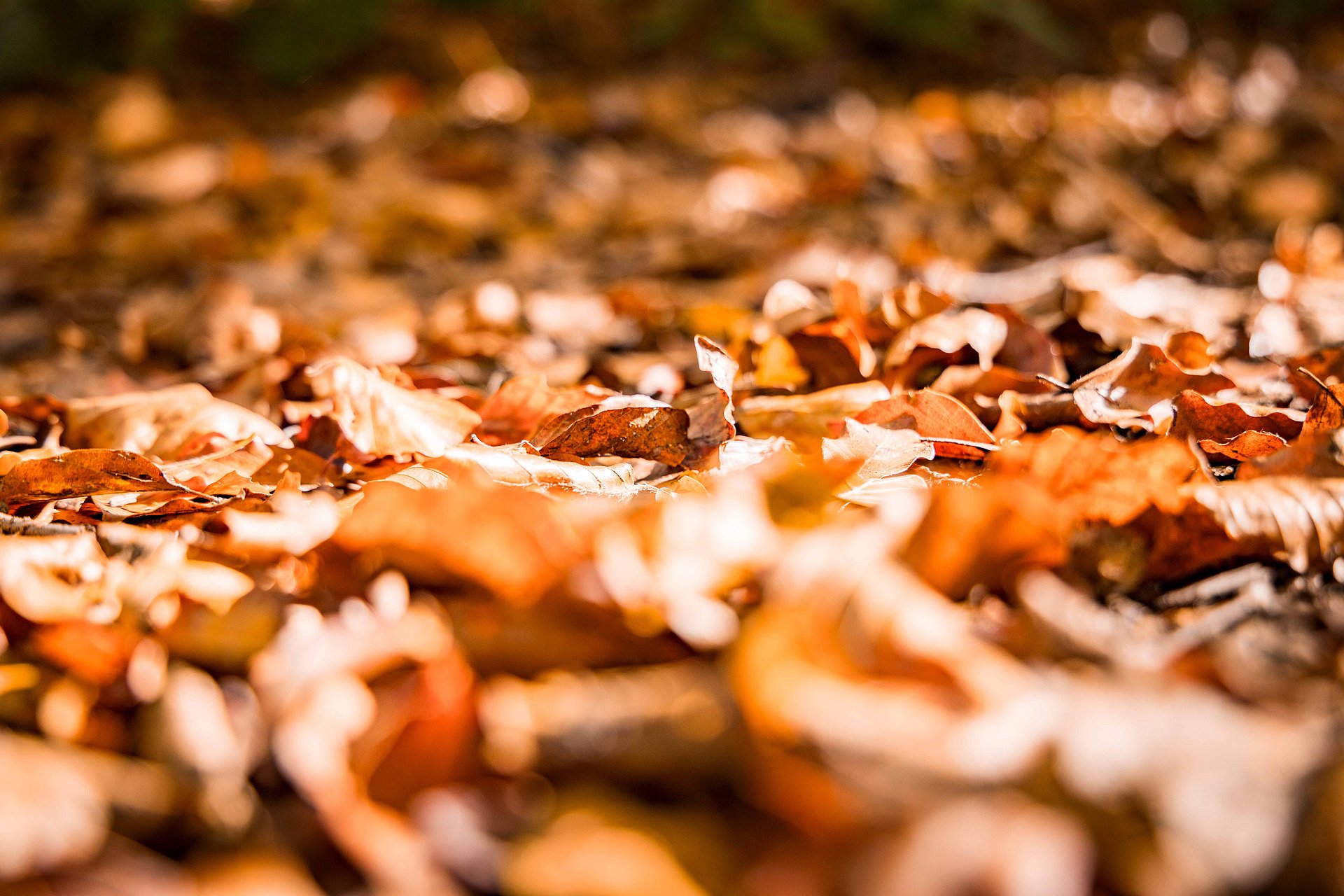 Herbstlaub