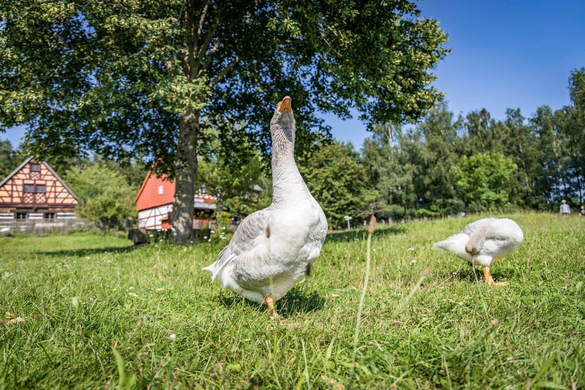 Freilaufende Gänse im Freilandmuseum Oberpfalz