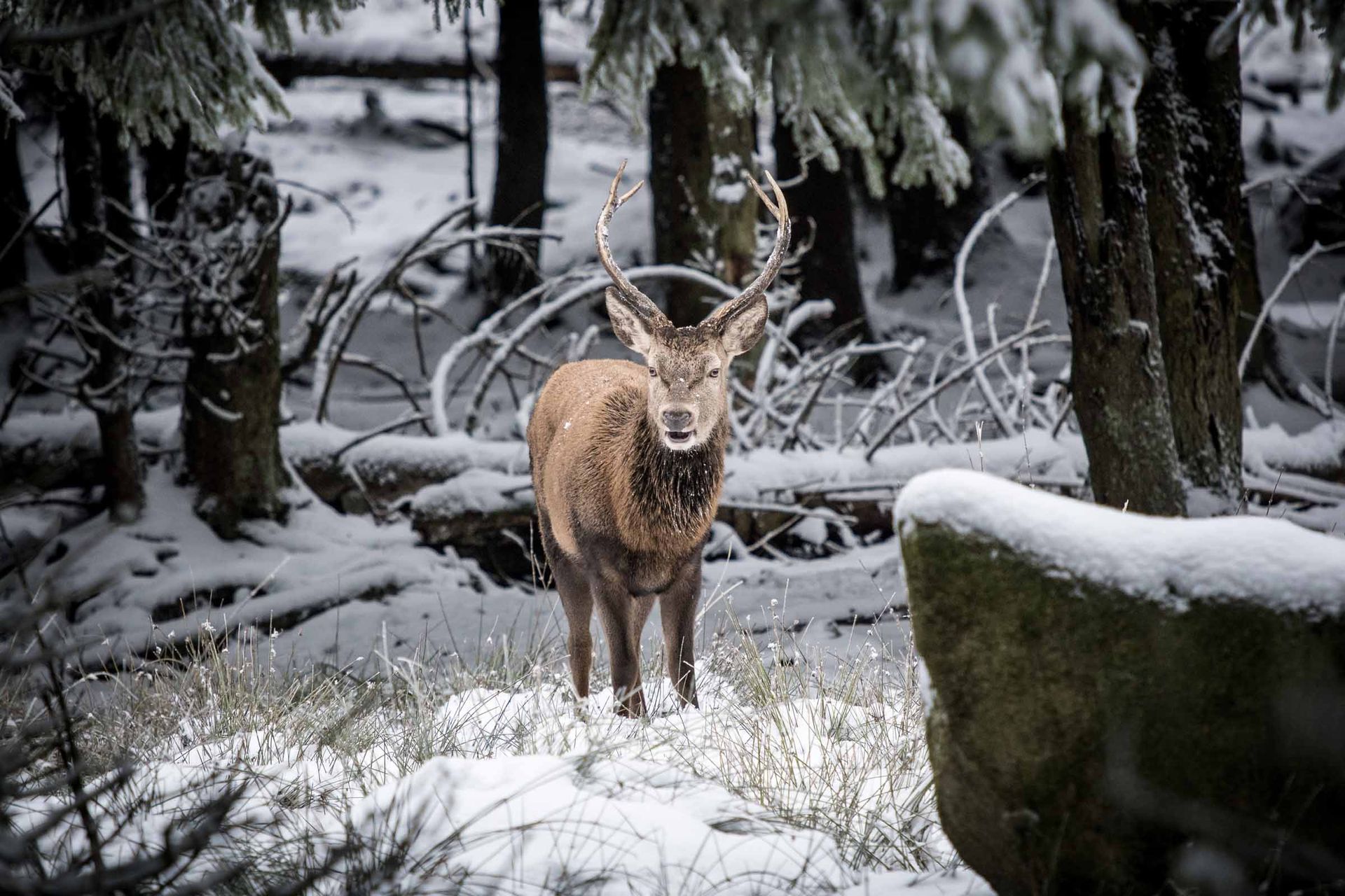 Ein Hirsch im verschneiten Steinwald