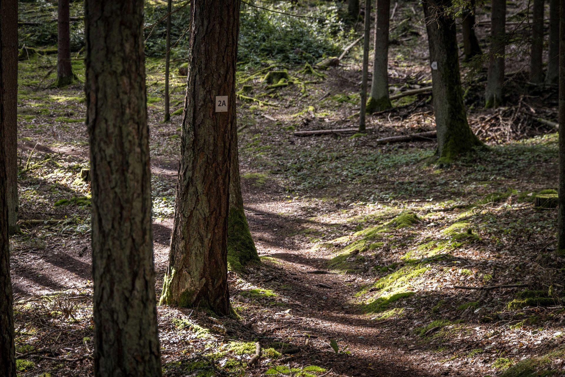 Der Wald rund um den Eixlberg