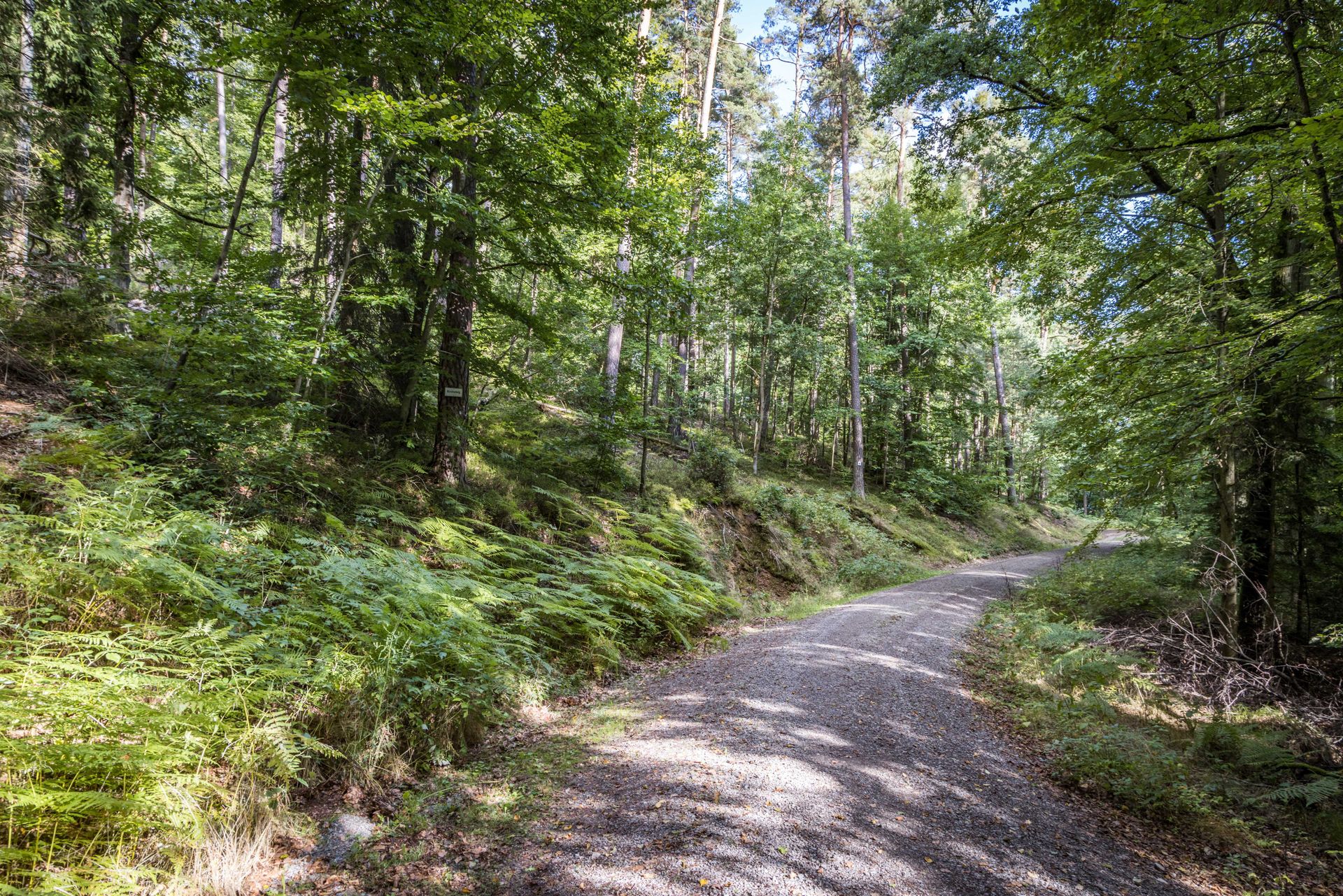 Waldweg am Eixlberg bei Pfreimd