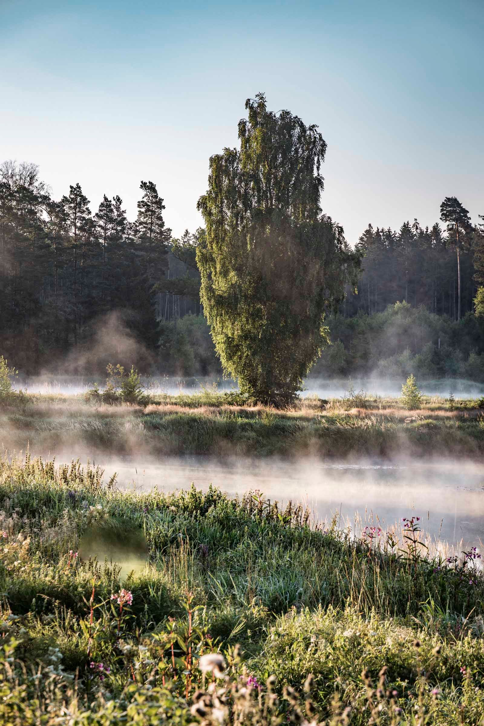 Morgentau steigt über den Teichen auf 