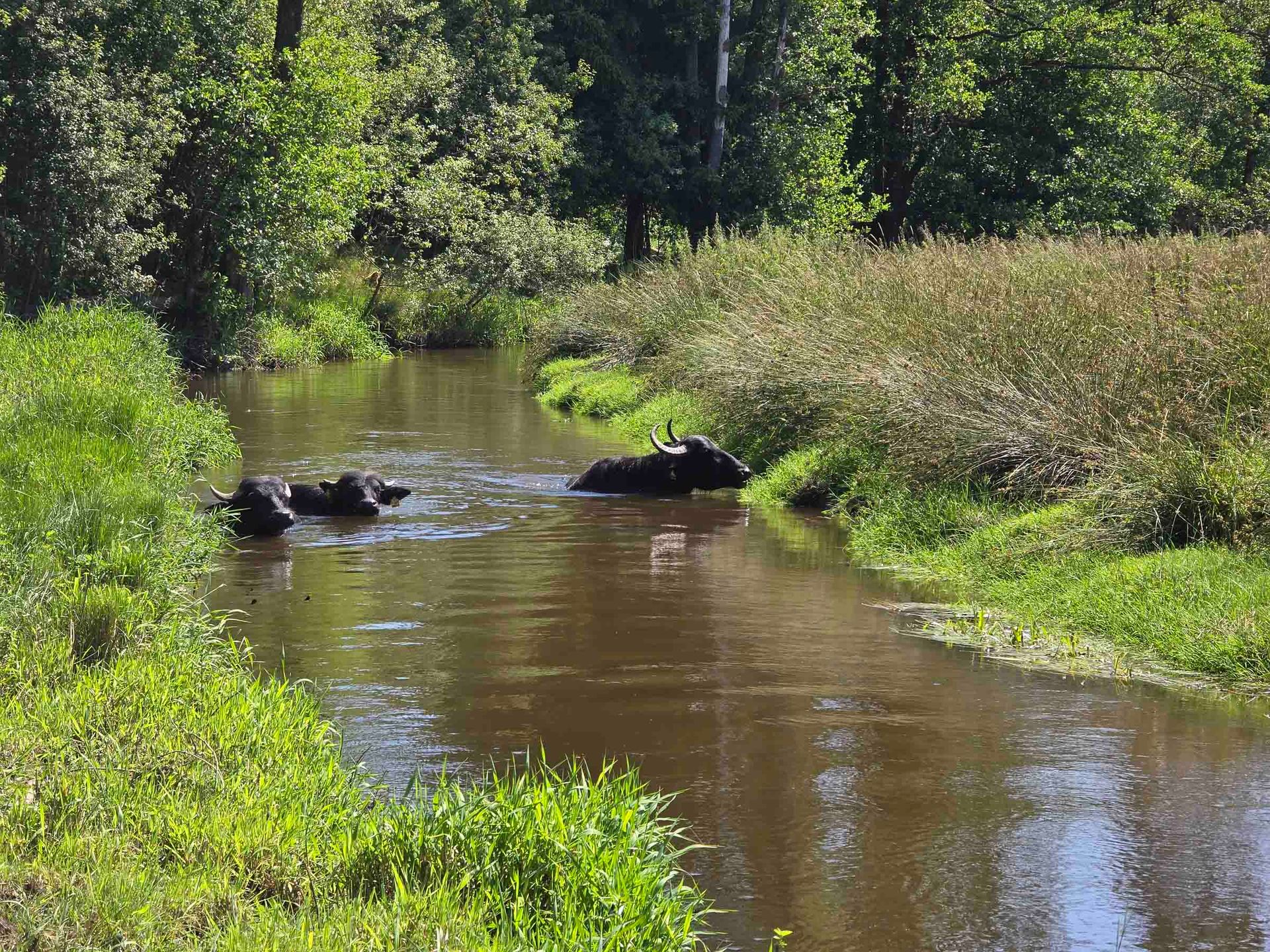 Wasserbüffel schwimmen in der Waldnaab