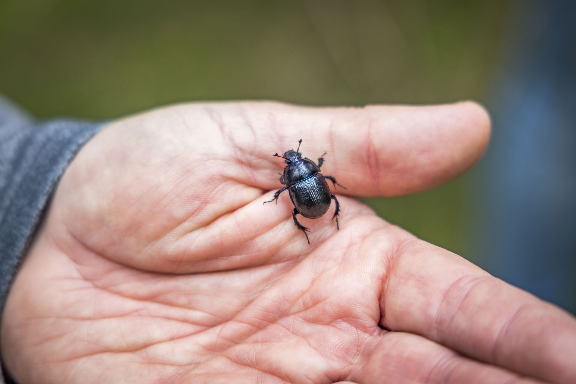 Käfer auf einer Hand