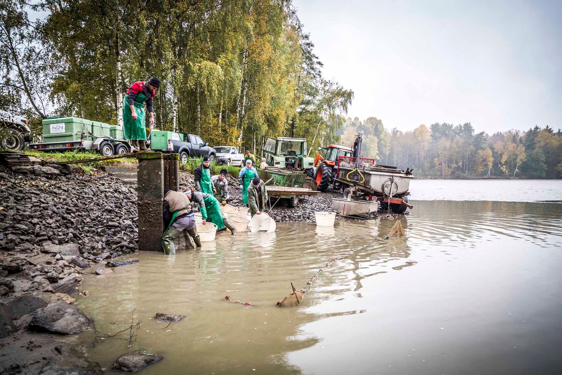 Die Karpfensaison beginnt und somit auch das Abfischen der Teiche