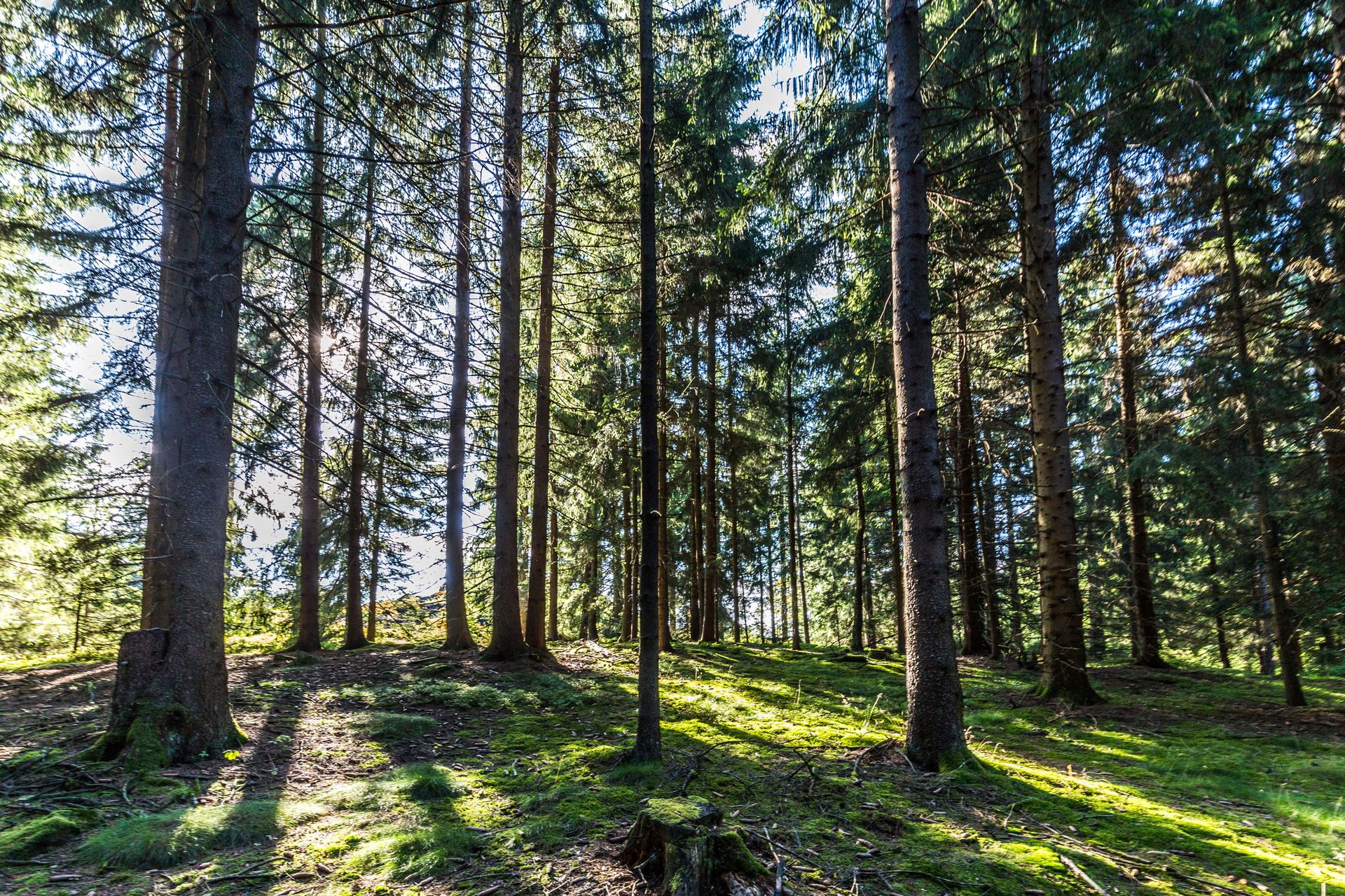 In die Natur eintauchen