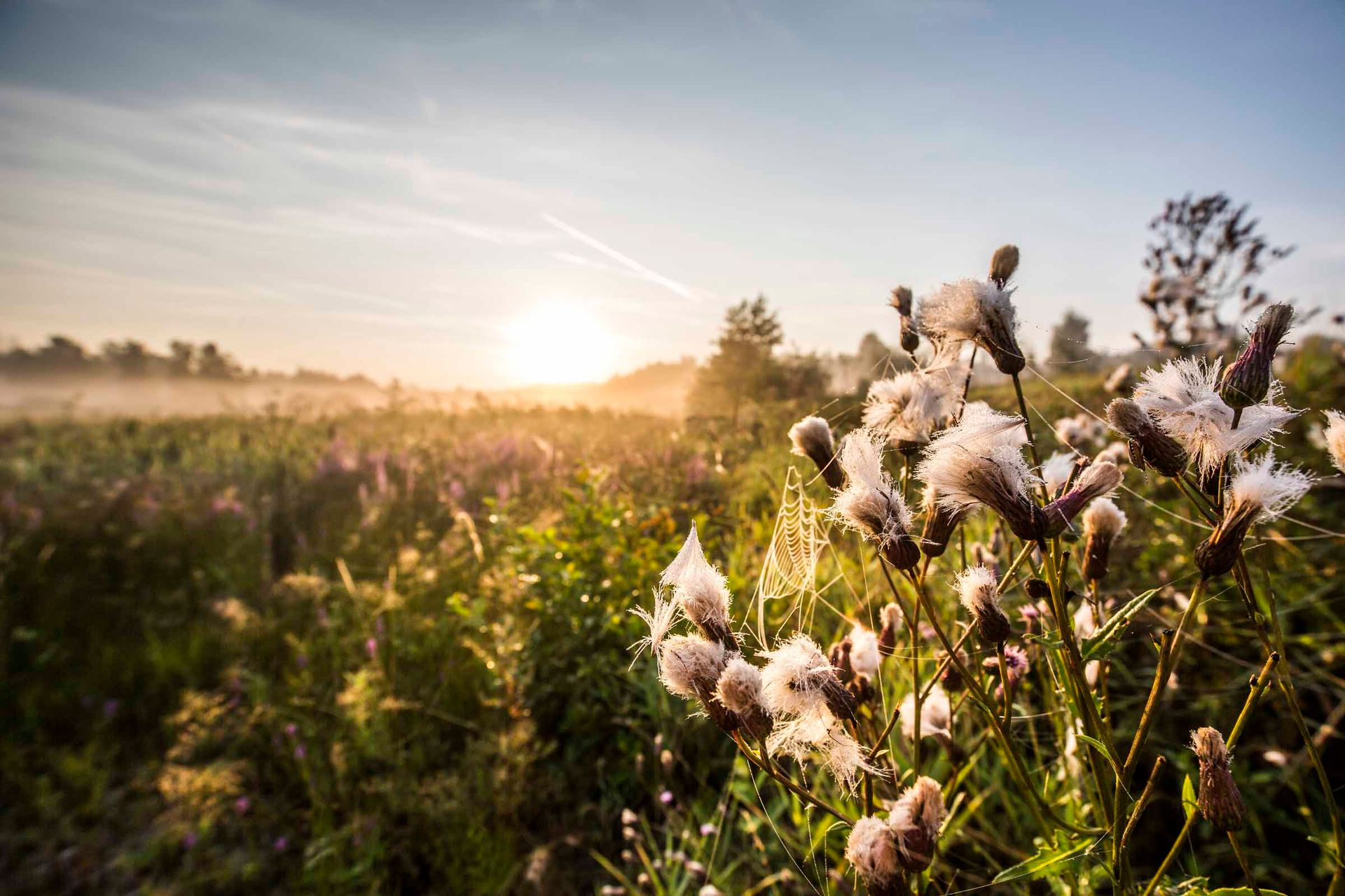 Sonnenaufgang über den weiten Feldern