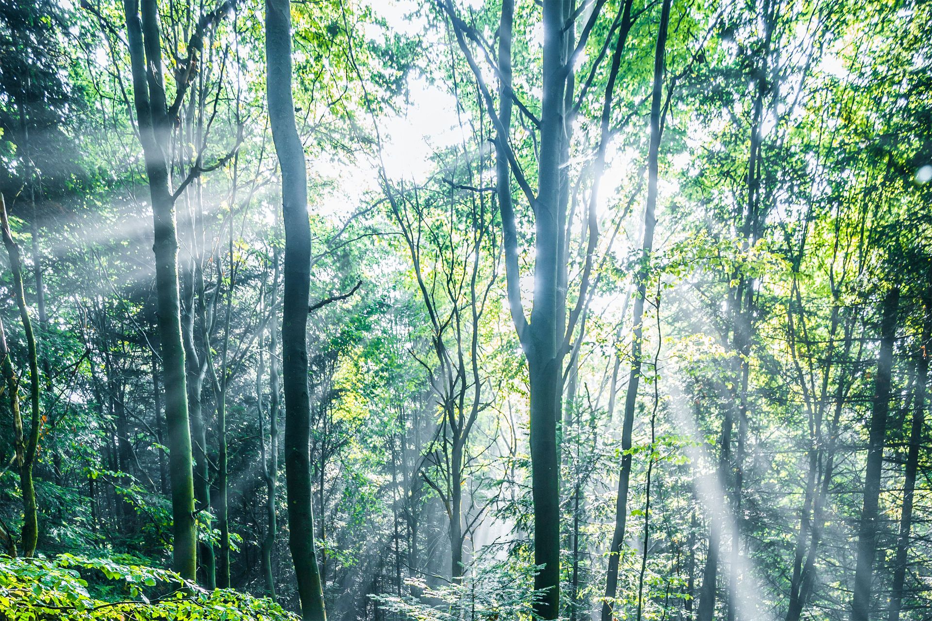 Sonnenstrahlen zwischen Bäumen