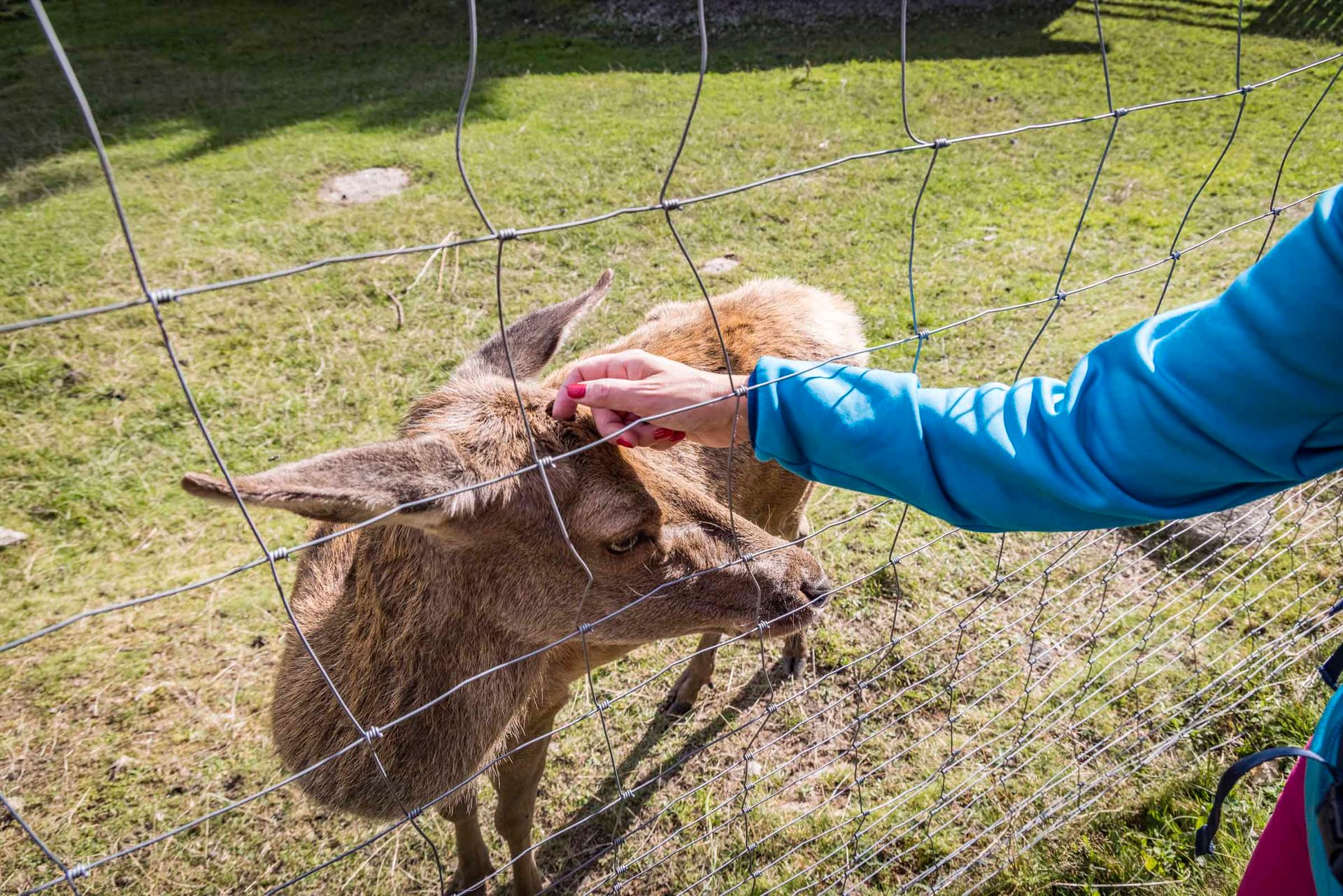 Hirschkuh Sissi im Wildgehege am Waldhaus