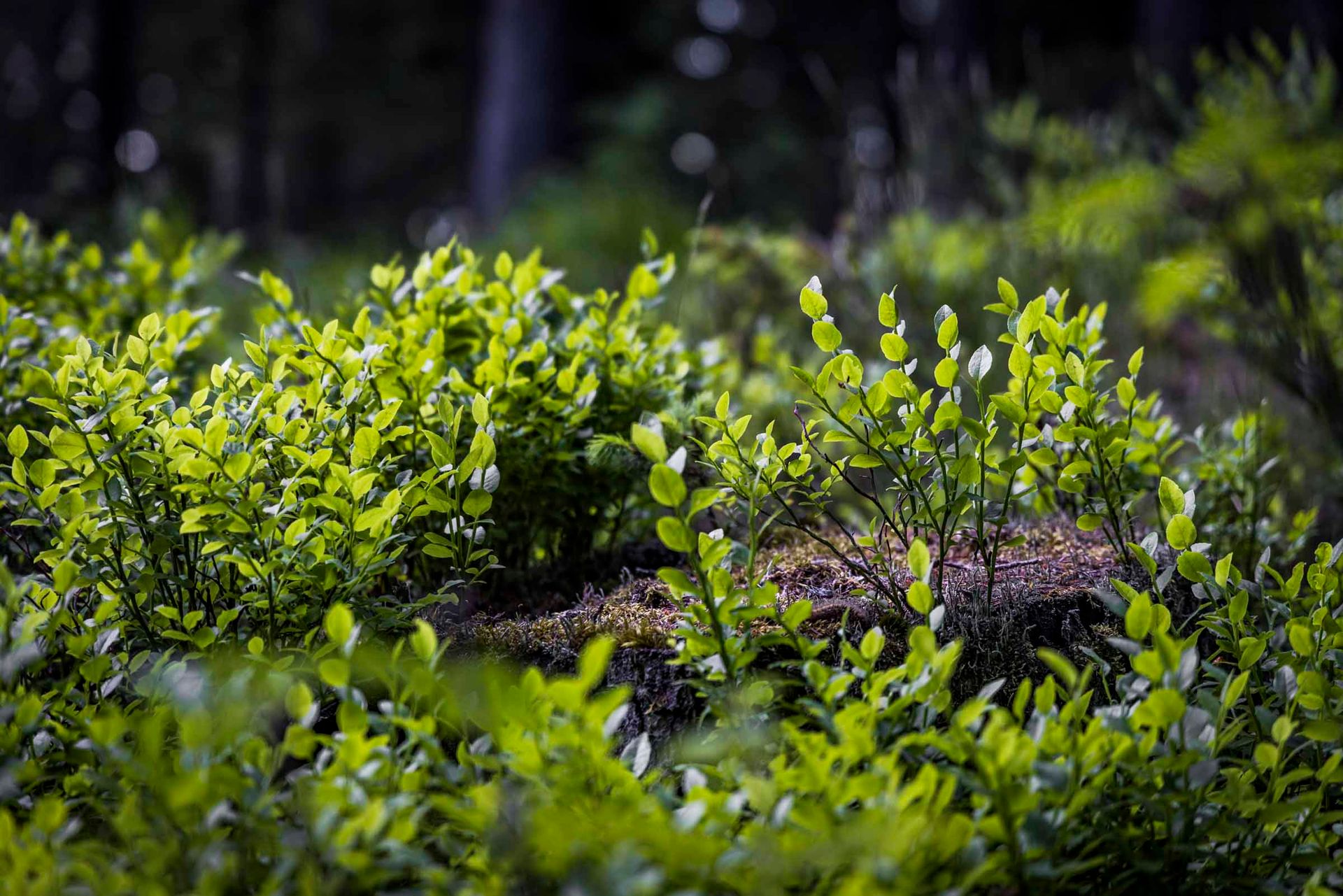 die Vielfalt der Natur