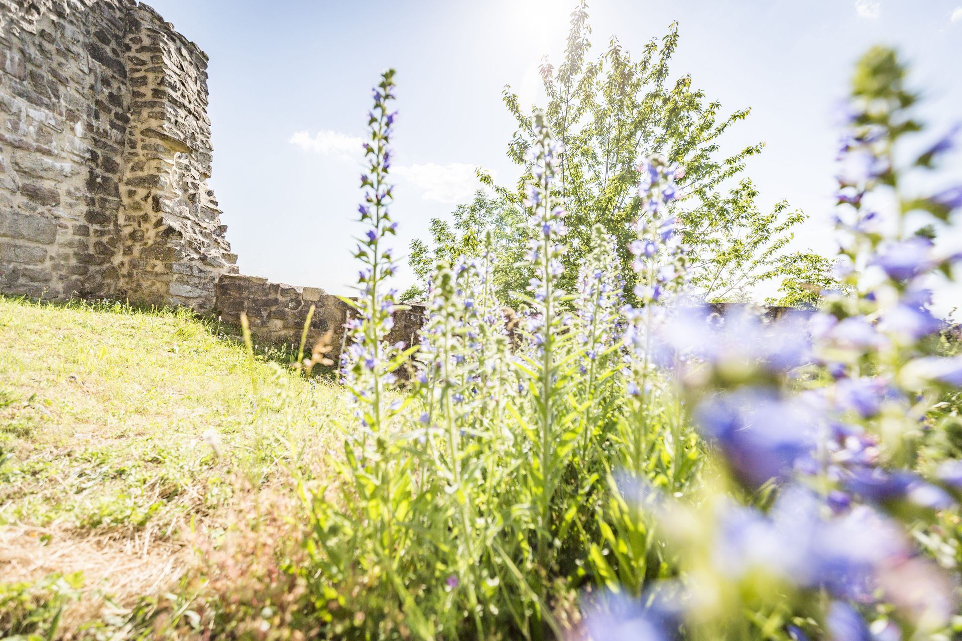 Burg Haus Murach