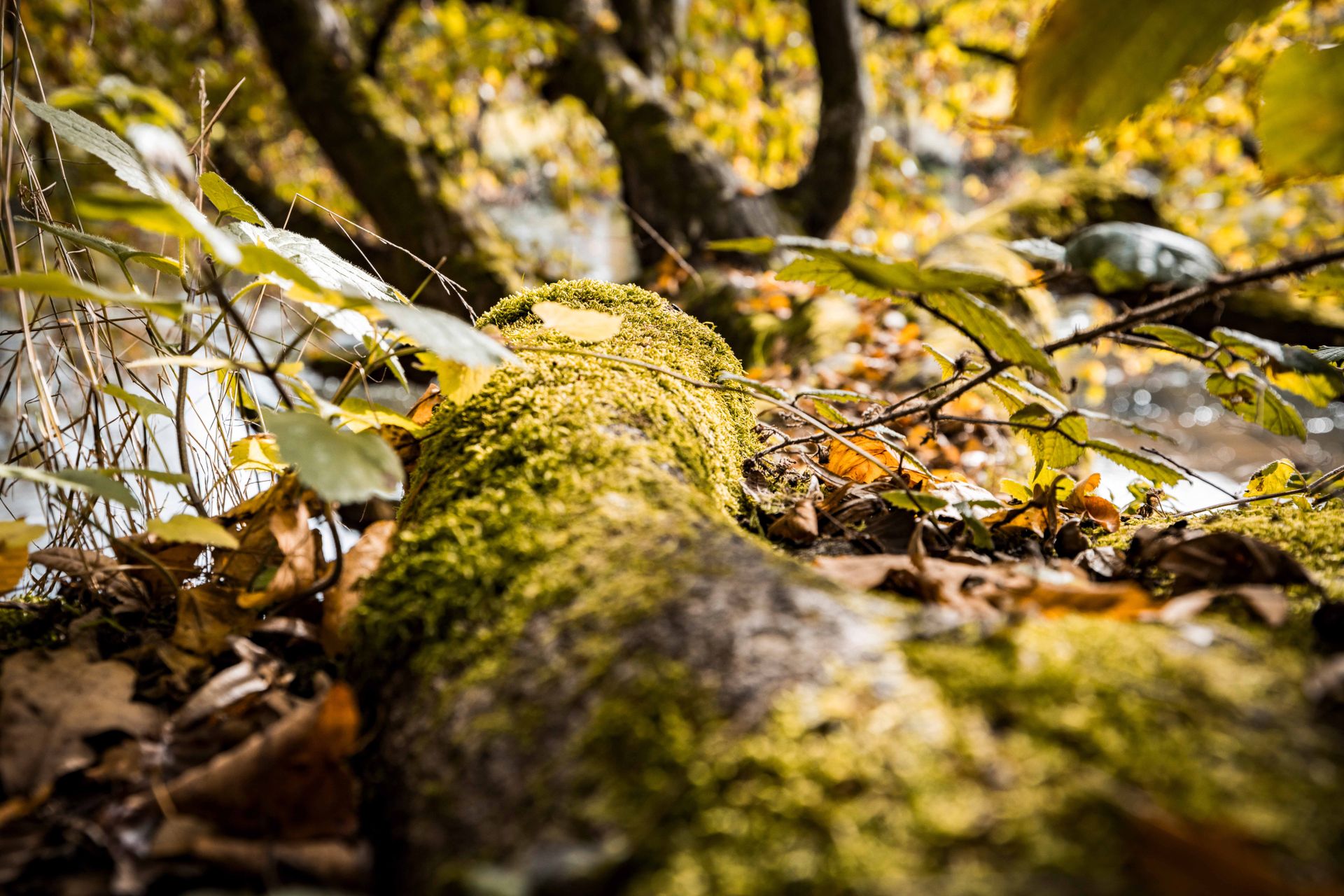 Herbstlaub