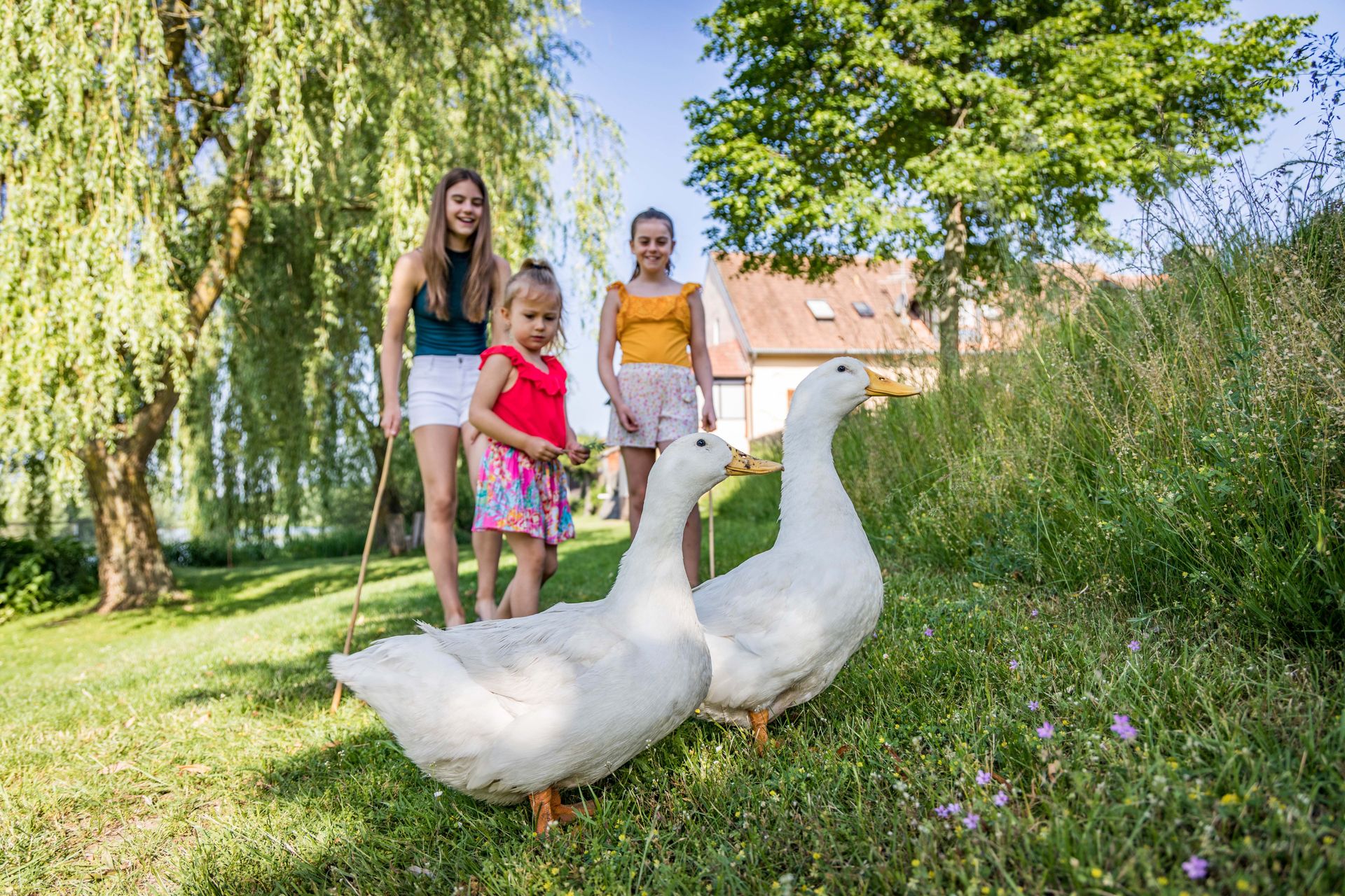 Gänse auf dem Dirnberger Hof