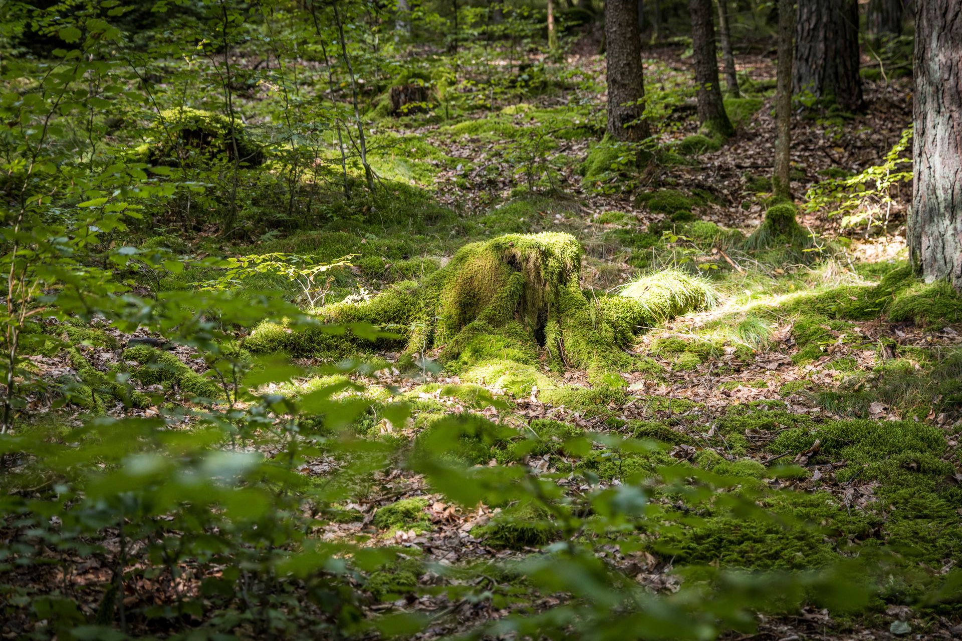 Ursprüngliche Natur am Eixlberg bei Pfreimd