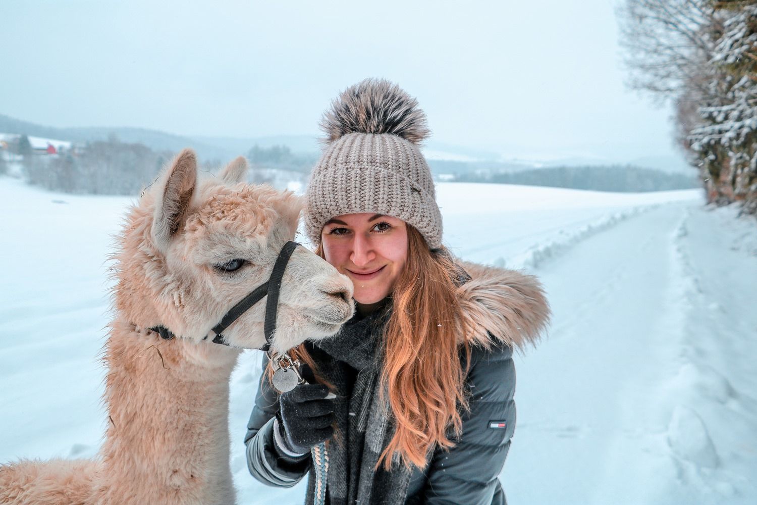 Alpakawanderung im Winter