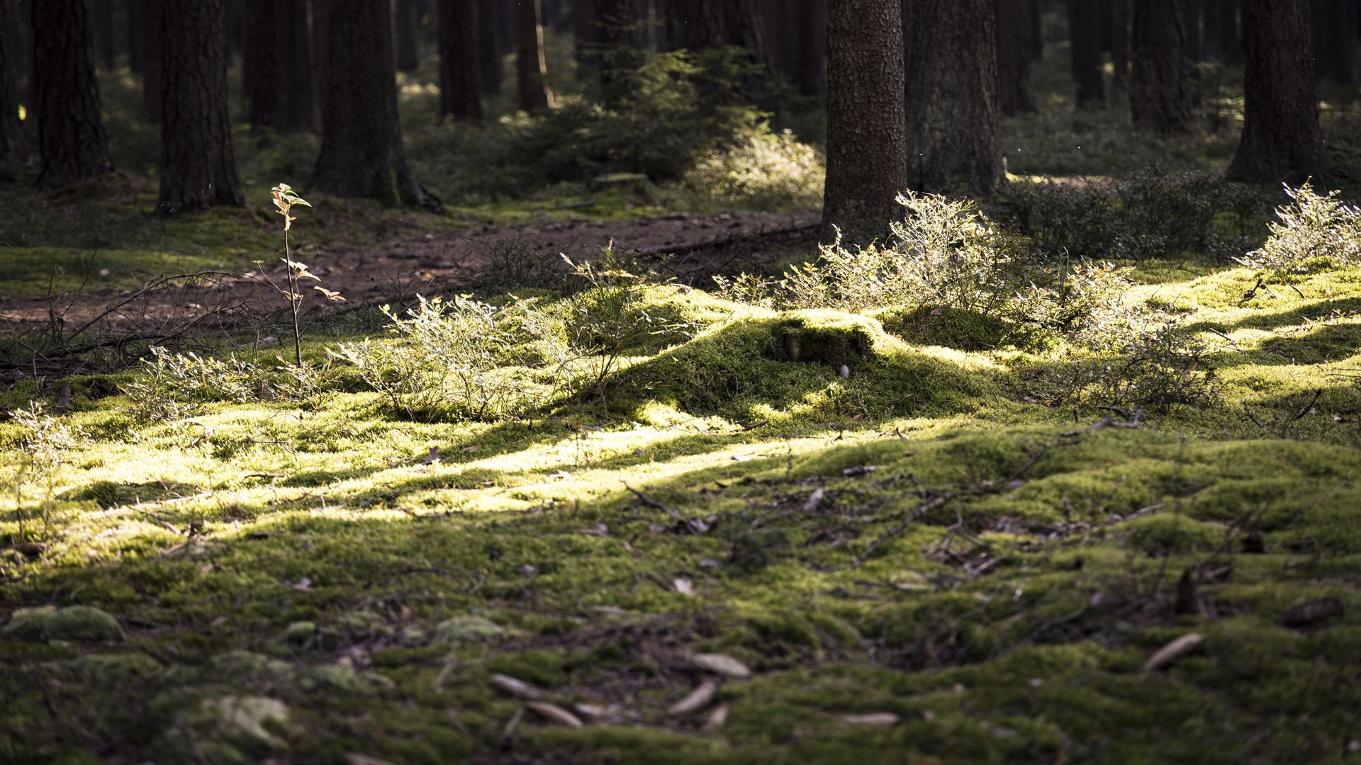 Sonnenstrahl auf Waldboden