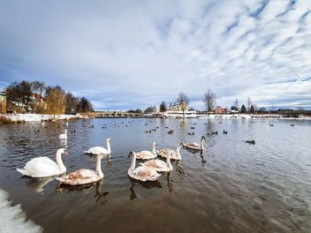 Schwäne auf dem winterlichen Fischhofpark