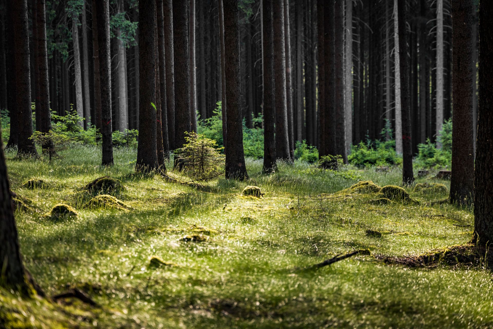 Waldschnuppern in Bad Neualbenreuth