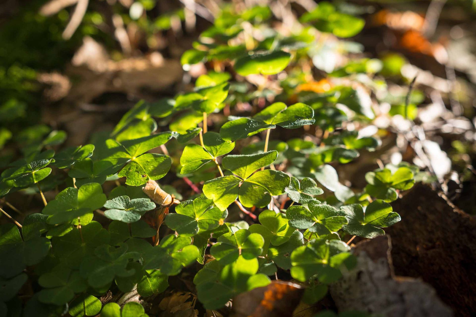 Kleeblätter im tiefen Wald