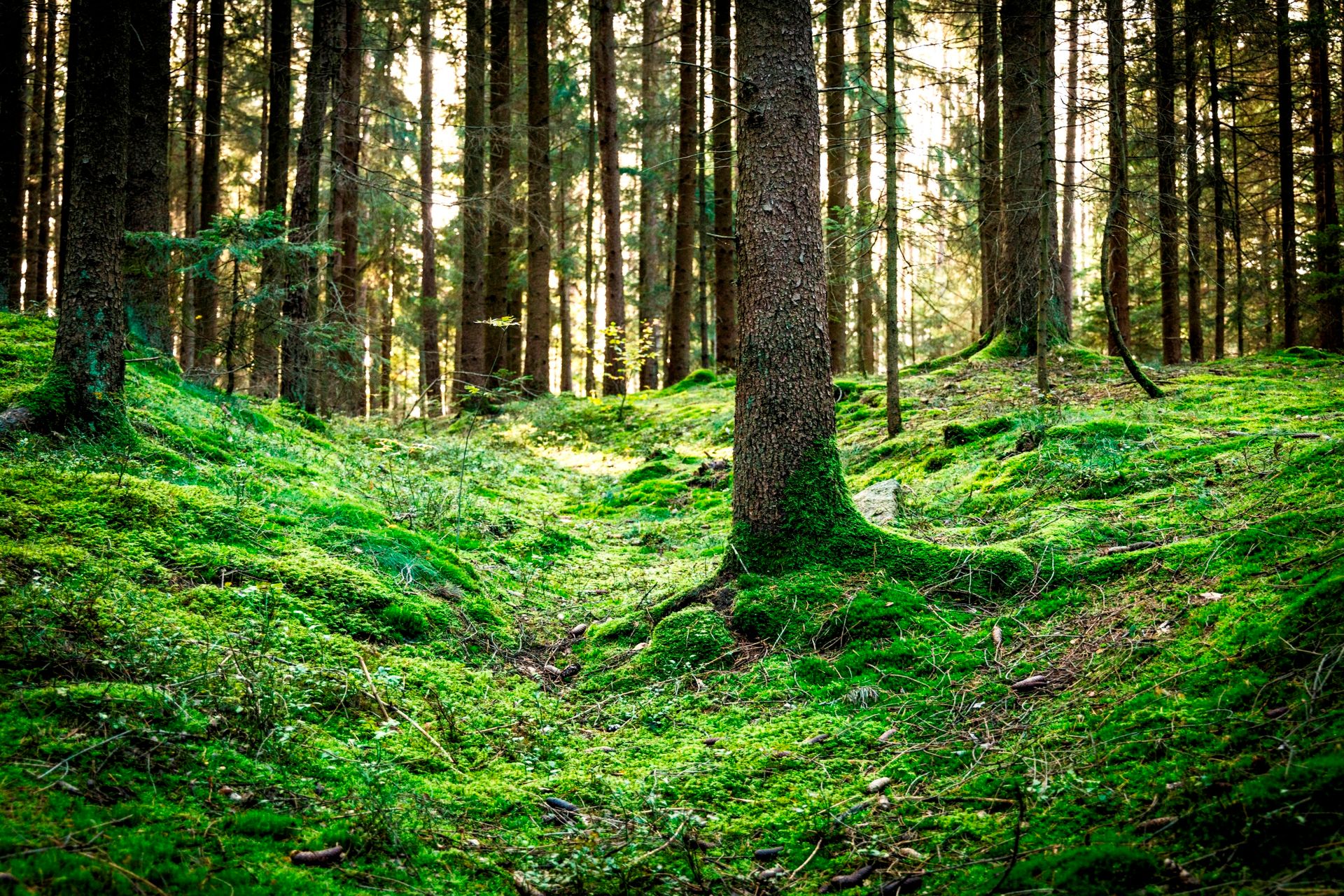 Unterwegs auf den Waldmeerwegen