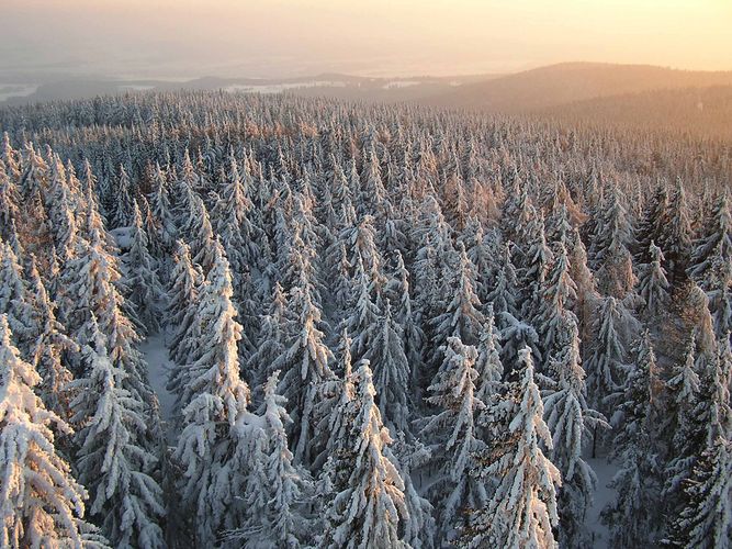 Verschneiter Winterwald