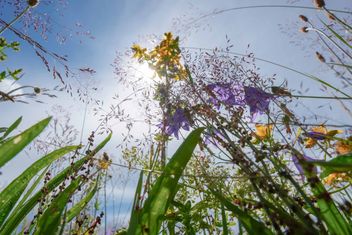 Essbarer Wildpflanzenpark EWILPA Waldeck