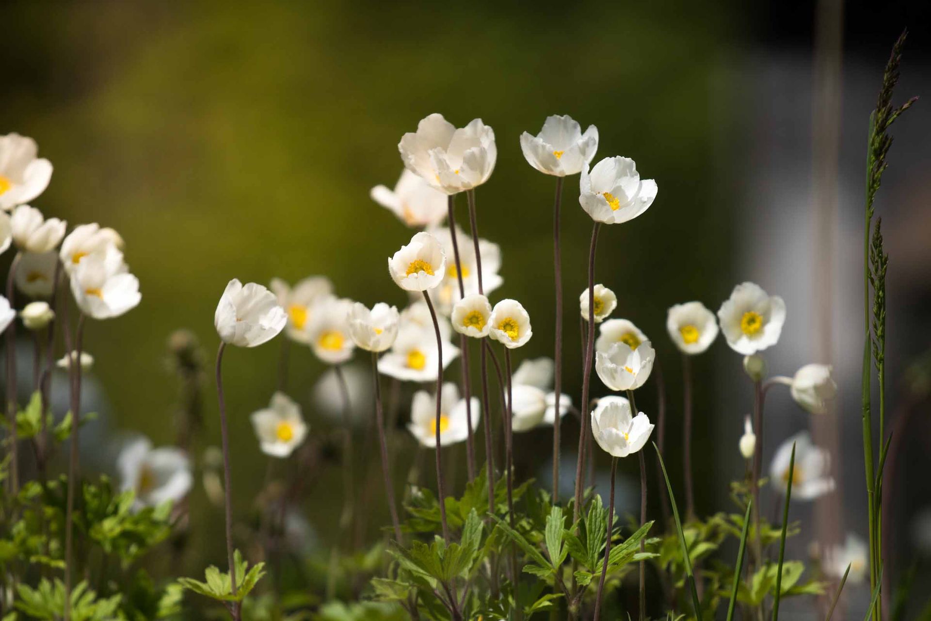 weiße Blumen 