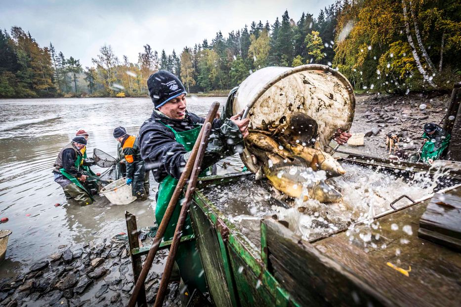 Die Karpfensaison beginnt und das traditionelle Abfischen startet