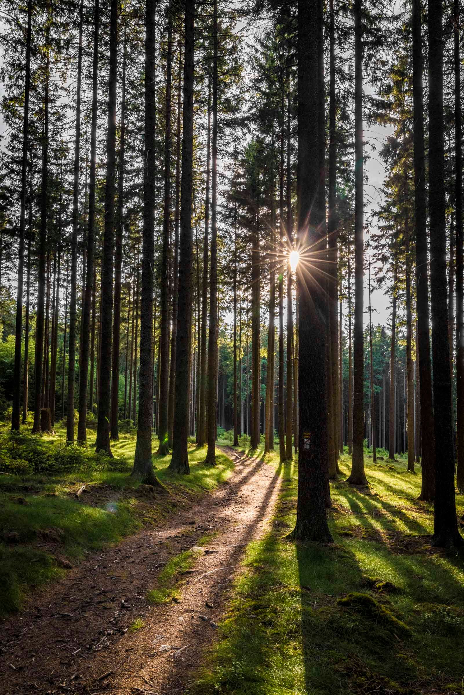 Sonnenstrahlen im Wald