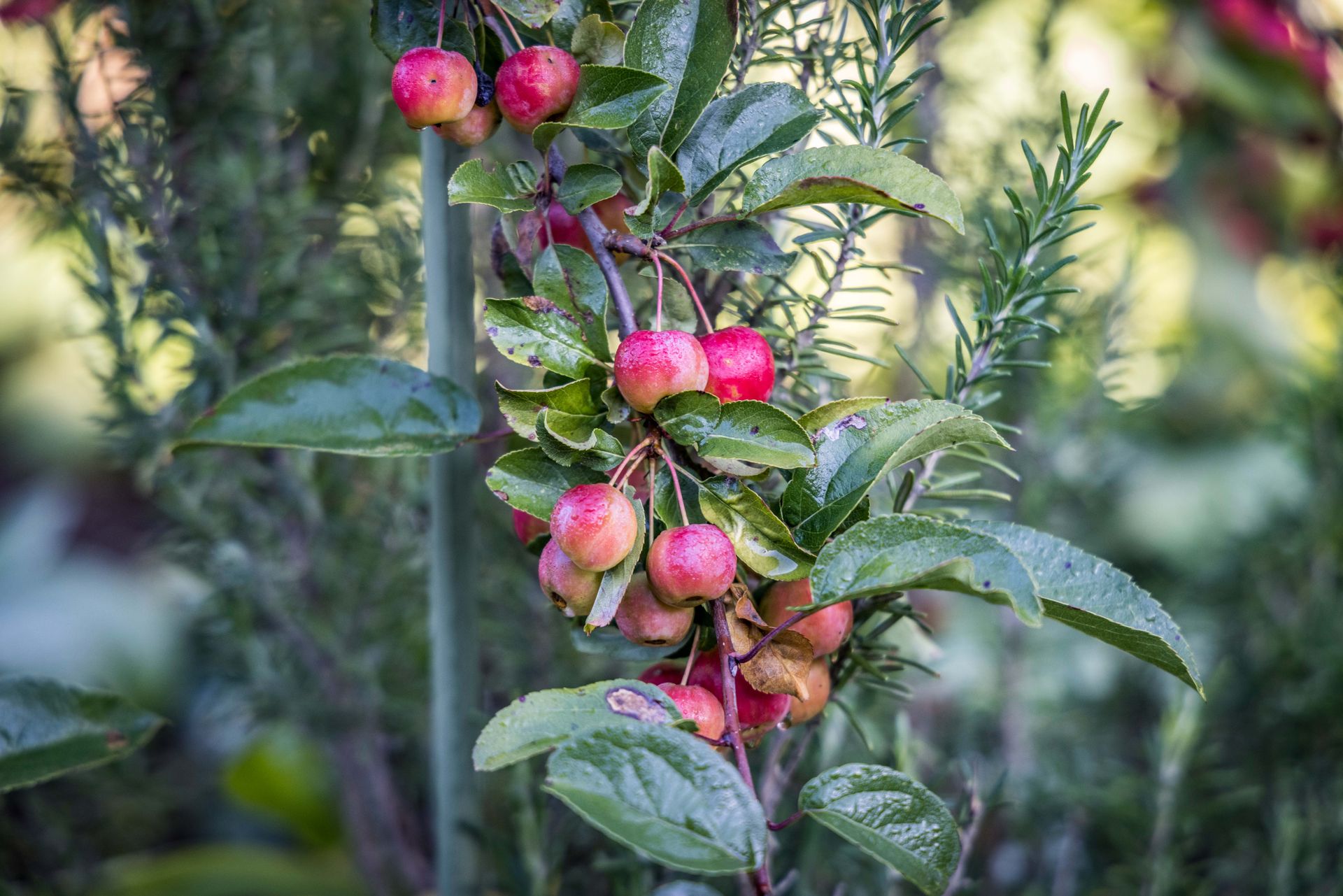 Frische Kirschen