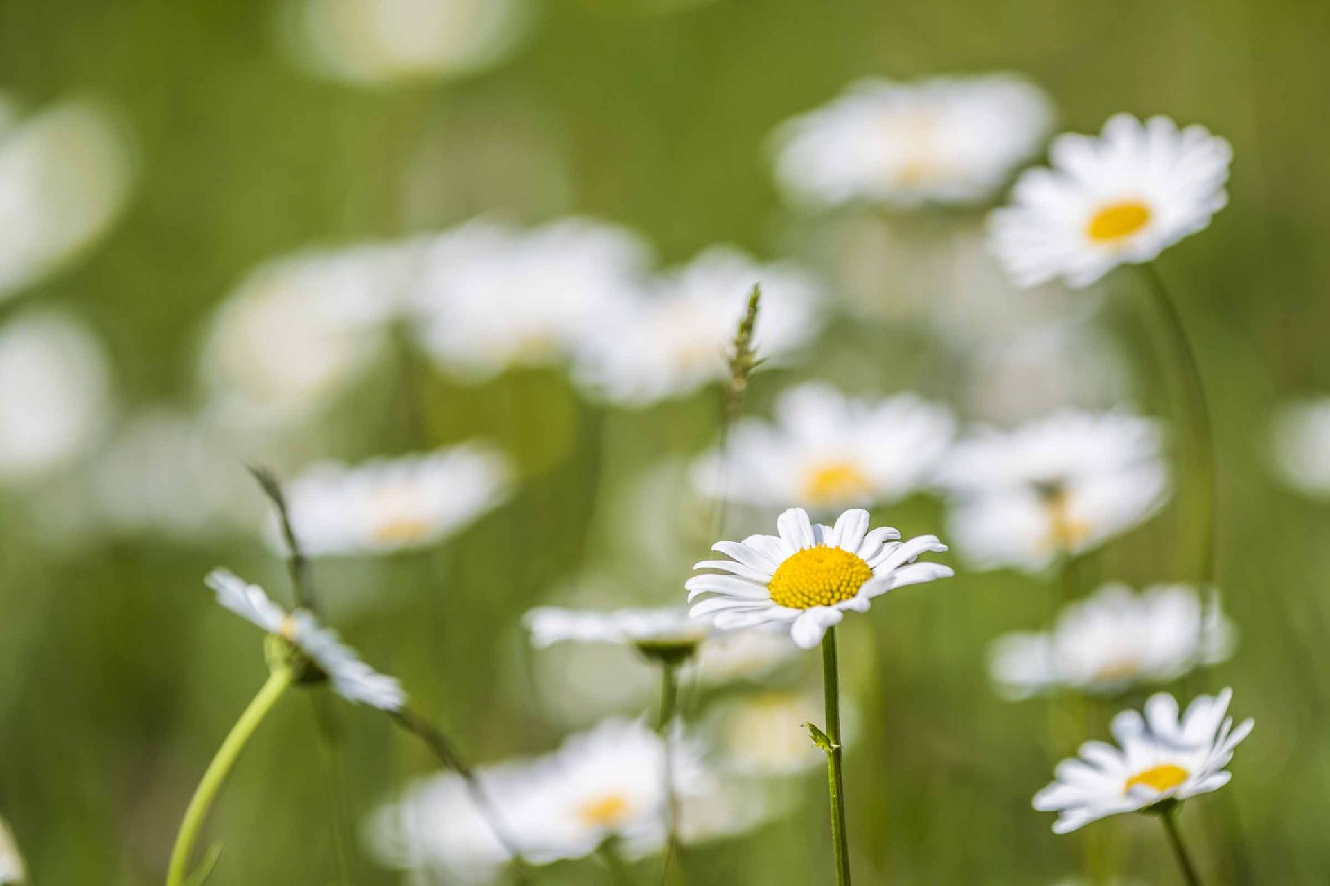 Gänseblümchen